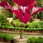 100 PCS Seeds Purple Travelers Palm Flores Bonsai