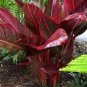 100 PCS Seeds Purple Travelers Palm Flores Bonsai