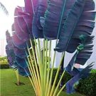 100 PCS Seeds Purple Travelers Palm Flores Bonsai 100 PCS Seeds Purple Travelers Palm Flores Bonsai