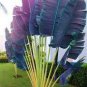 100 PCS Seeds Purple Travelers Palm Flores Bonsai