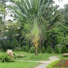 100 PCS Seeds Purple Travelers Palm Flores Bonsai 100 PCS Seeds Purple Travelers Palm Flores Bonsai