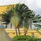 100 PCS Seeds Purple Travelers Palm Flores Bonsai 100 PCS Seeds Purple Travelers Palm Flores Bonsai