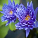 1 PCS Seeds Purple Water Lily Pond Bud Flower
