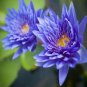1 PCS Seeds Purple Water Lily Pond Bud Flower