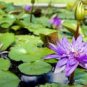 1 PCS Seeds Purple Water Lily Pond Bud Flower