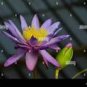 1 PCS Seeds Purple Water Lily Pond Bud Flower