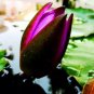 1 PCS Seeds Purple Water Lily Pond Bud Flower