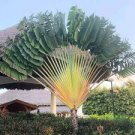 100 PCS Seeds Purple Travelers Palm Flores Bonsai 100 PCS Seeds Purple Travelers Palm Flores Bonsai