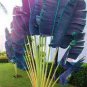 100 PCS Seeds Purple Travelers Palm Flores Bonsai