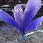100 PCS Seeds Purple Travelers Palm Flores Bonsai