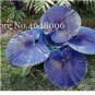 100 PCS Seeds Purple Travelers Palm Flores Bonsai Ravenala Madagascariensis Chinese Fan Palm Plant