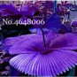 100 PCS Seeds Purple Travelers Palm Flores Bonsai Ravenala Madagascariensis Chinese Fan Palm Plant