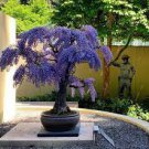 5 PCS Seeds Purple Wisteria Bonsai Tree 5 PCS Seeds Purple Wisteria Bonsai Tree