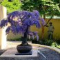 5 PCS Seeds Purple Wisteria Bonsai Tree