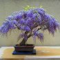 5 PCS Seeds Purple Wisteria Bonsai Tree