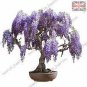5 PCS Seeds Purple Wisteria Bonsai Tree