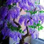 5 PCS Seeds Purple Wisteria Bonsai Tree