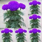 100 PCS Seeds Purplish Blue Marigold Perennial Flower 100 PCS Seeds Purplish Blue Marigold Perennial Flower