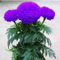 100 PCS Seeds Purplish Blue Marigold Perennial Flower