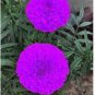 100 PCS Seeds Purplish Blue Marigold Perennial Flower