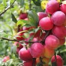 10 PCS Seeds Purplish Red Round Plum Bonsai Fruits Plants