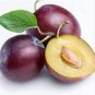 10 PCS Seeds Purplish Red Round Plum Bonsai Fruits Plants