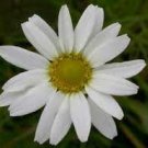 100 PCS Seeds Pyrethrum Chamomile White Herb Flowers