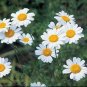 100 PCS Seeds Pyrethrum Chamomile White Herb Flowers