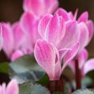 5 PCS Seeds Qiguaidao Purple Eastern Cyclamen 5 PCS Seeds Qiguaidao Purple Eastern Cyclamen