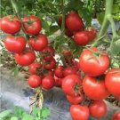 10 PCS Seeds Qinshu Fengguan Big Red Tomato