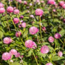 30 PCS Seeds Qis Red Gomphrena Seeds Globe Amaranth Flowers