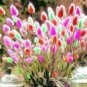 300 PCS Seeds Rabbit Tails Grass Bonsai Colorful Fescue Bonsai Ornamental