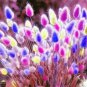 300 PCS Seeds Rabbit Tails Grass Bonsai Colorful Fescue Bonsai Ornamental