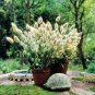 300 PCS Seeds Rabbit Tails Grass Bonsai Colorful Fescue Bonsai Ornamental Grasses Bonsai