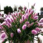 300 PCS Seeds Rabbit Tails Grass Bonsai Colorful Fescue Bonsai Ornamental Grasses Bonsai