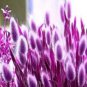 300 PCS Seeds Rabbit Tails Grass Bonsai Colorful Fescue Bonsai Ornamental Grasses Bonsai