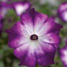 100 PCS Seeds Radiant Blue Petunia Plants Flower