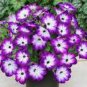 100 PCS Seeds Radiant Blue Petunia Plants Flower
