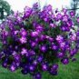 100 PCS Seeds Radiant Blue Petunia Plants Flower