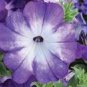 100 PCS Seeds Radiant Blue Petunia Plants Flower
