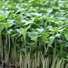 150 PCS Seeds Radish Bud Seeding Vegetable