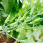150 PCS Seeds Radish Bud Seeding Vegetable