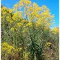 45 PCS Seeds Radix Seeds Herbs Isatis Tinctoria