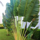100 PCS Seeds Purple Travelers Palm Flores Bonsai, Ravenala Madagascariensis Chinese Fan Palm Plant 100 PCS Seeds Purple Travelers Palm Flores Bonsai, Ravenala Madagascariensis Chinese Fan Palm Plant