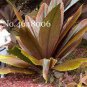 100 PCS Seeds Purple Travelers Palm Flores Bonsai, Ravenala Madagascariensis Chinese Fan Palm Plant