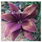 100 PCS Seeds Purple Travelers Palm Flores Bonsai, Ravenala Madagascariensis Chinese Fan Palm Plant