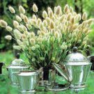 300 PCS Seeds Rabbit Tails Grass Bonsai Colorful Fescue Bonsai Ornamental