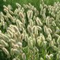 300 PCS Seeds Rabbit Tails Grass Bonsai Colorful Fescue Bonsai Ornamental