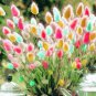 300 PCS Seeds Rabbit Tails Grass Bonsai Colorful Fescue Bonsai Ornamental