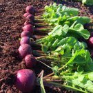 150 PCS Seeds Radish Violet Round Vegetable 150 PCS Seeds Radish Violet Round Vegetable